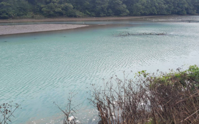 Report into Inland Fisheries Ireland set for release