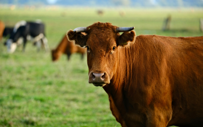 Tesco Ireland sponsors programme to boost sustainable beef production