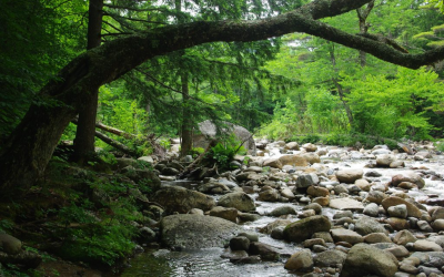 Ecolab eyes AI’s water footprint while driving sustainable innovation