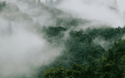 Forvis Mazars: Charting the Path to Net Zero