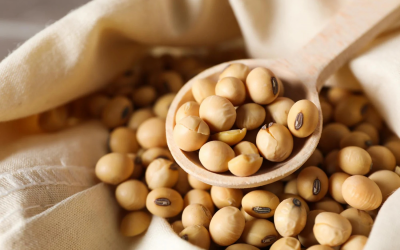 Global collaboration aims to make hybrid soybeans more affordable