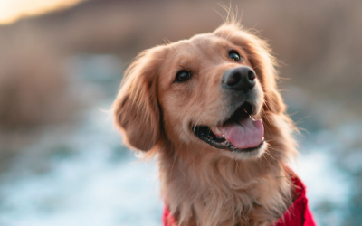 ISPCA flea and worm campaign raises over €23,000 with Chanelle Pharma