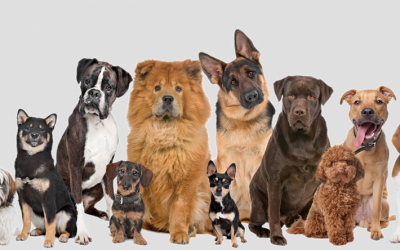 Midland Animal Care awarded Laois dog pound management contract