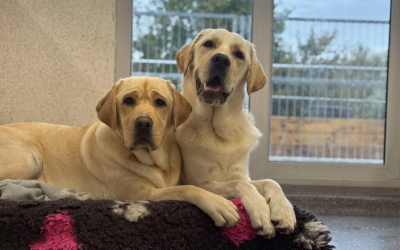 SEAI calls on clubs and charities to seize retrofit funding