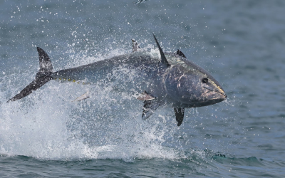 Bluefin tuna are miraculously returning to UK shores – only to be tormented for ‘sport’