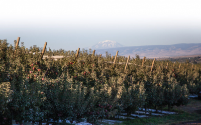 Sinclair and Washington Fruit Growers mark three decades of labeling technology partnership