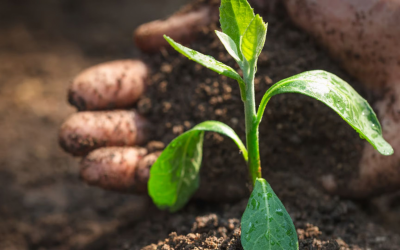 Soil Association advances consultation to update Northern Ireland organic standards