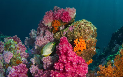 Ocean action gains momentum as world rejects deep-sea mining push