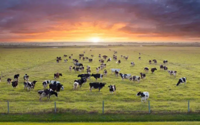 Ireland’s climate policy could deepen global food inequality