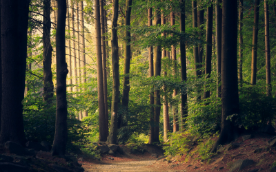 IFA welcomes the establishment of Group Forest Certification Ireland Board