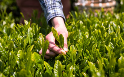 Ireland's green economy output reaches €12.1b with 10% annual growth