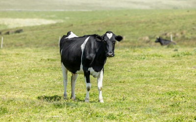 Animal Health Ireland calls for urgent action on final BVD eradication phase