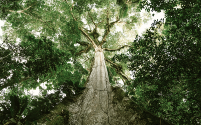 Amazon’s new carbon credit service aims to scale corporate climate action