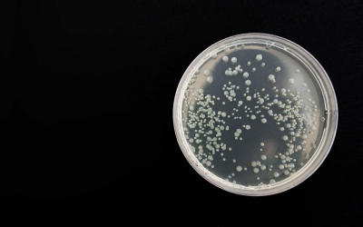 Roche advances antibiotic for deadly hospital superbug