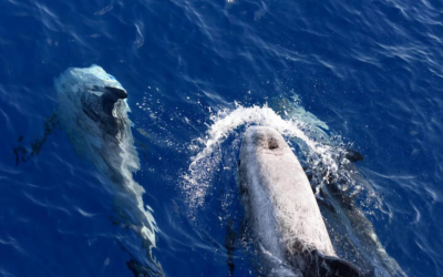 Greece’s oil drilling move risks green credibility