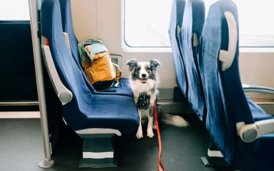Public transport policies are going to the dogs — and that's a good thing