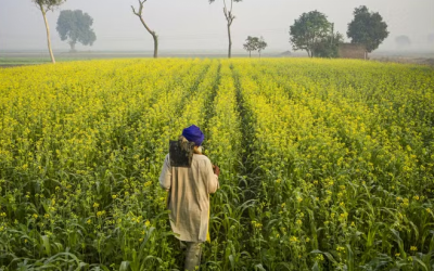Haryana commences mustard procurement with wheat programme scheduled for April